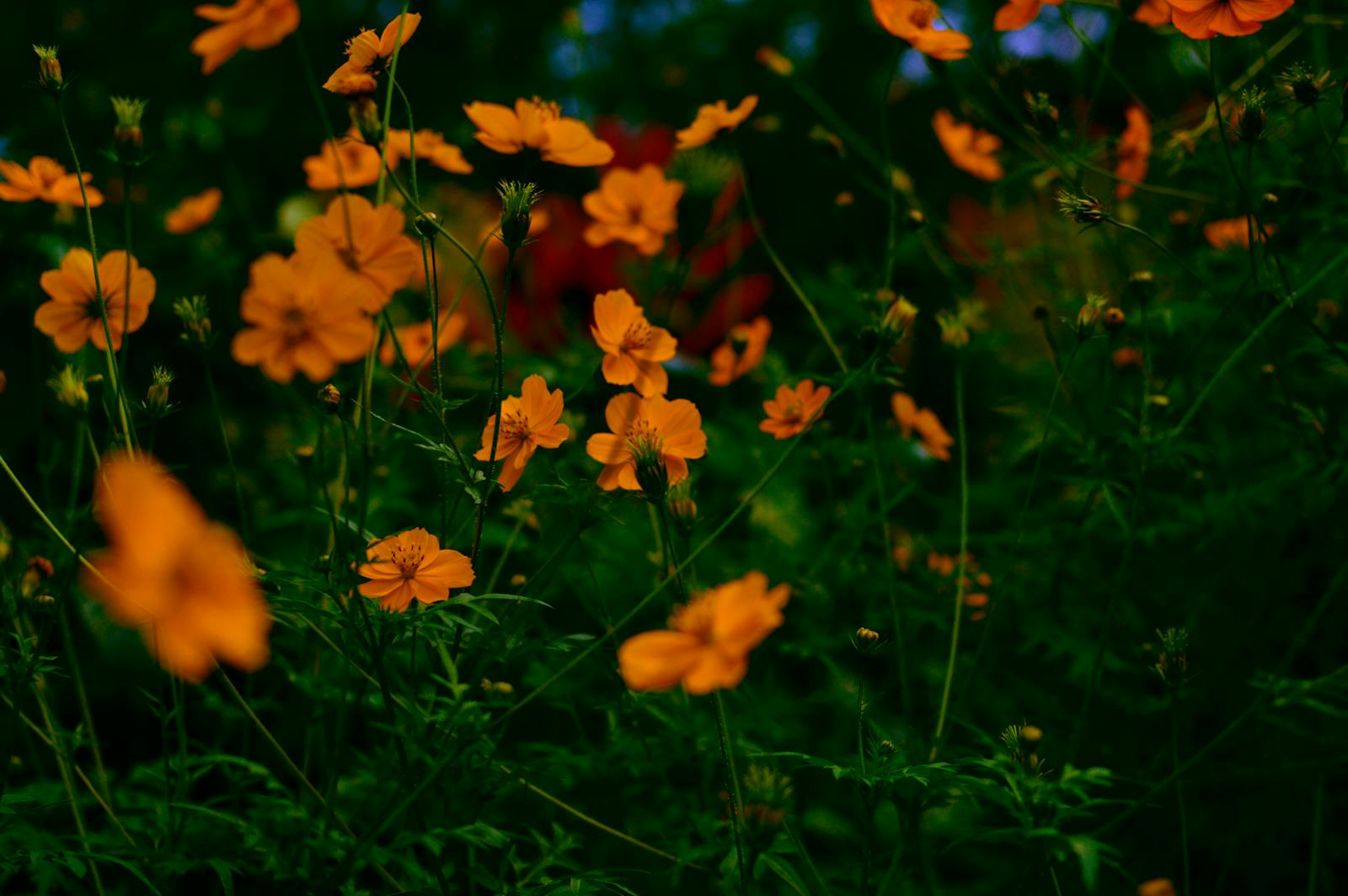 아시아청소년탁구선수권 경기 장면